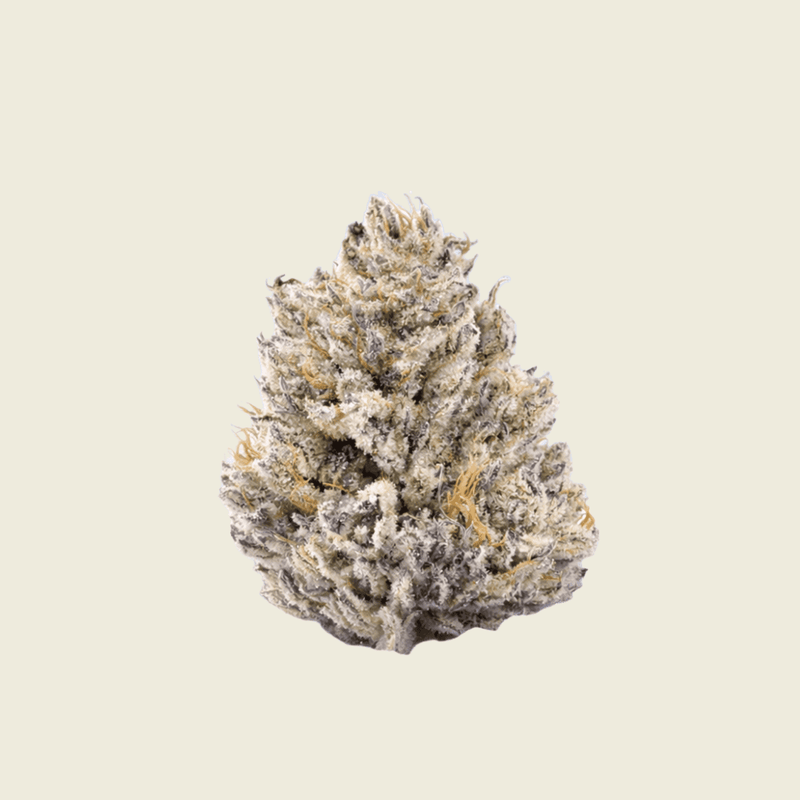 Purple Punch Green House Flower 14g (Sativa) - Sticky Green Flower