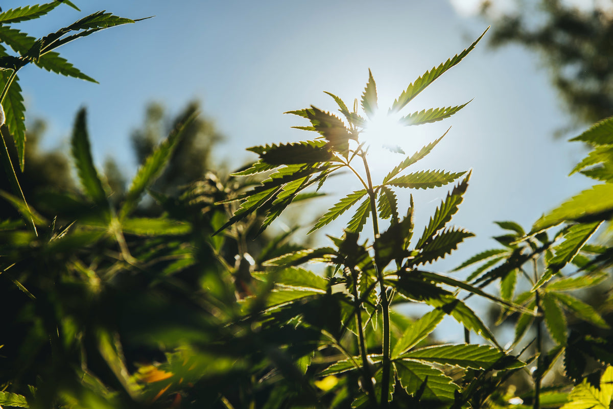 American Hemp Is Making a Comeback: How Farmers Are Reviving a Historic U.S. Crop? - Sticky Green Flower