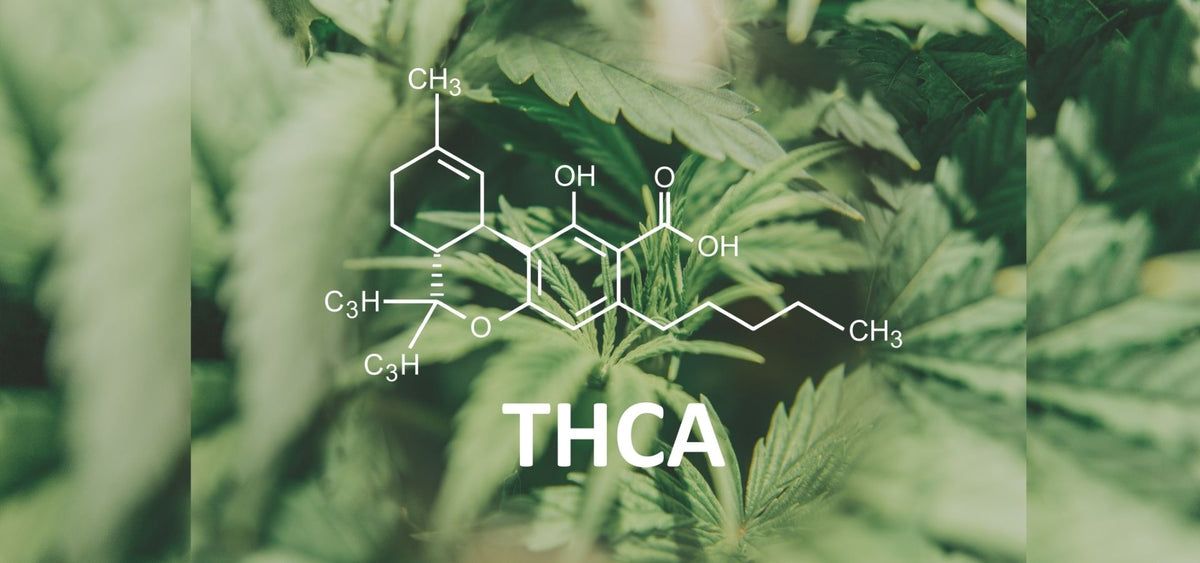 How Is THCA Flower Made? Full Guide - Sticky Green Flower